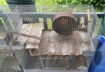 Photo of free Degu / small animals cages (Farnham Common SL2) #3