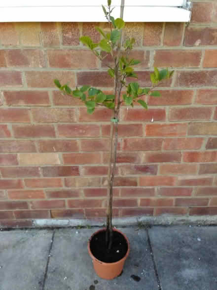 Photo of free Potted Alder Tree (Ainsdale PR8) #1