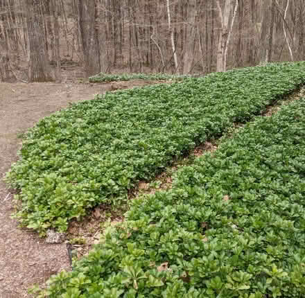 Photo of free Pachysandra plants (Groton) #1
