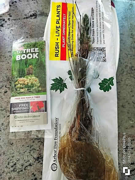 Photo of free Bare root tree saplings (Minooka) #2