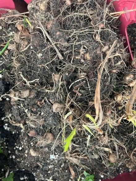 Photo of free Leucojem Bulbs (OX7 Chipping Norton) #2
