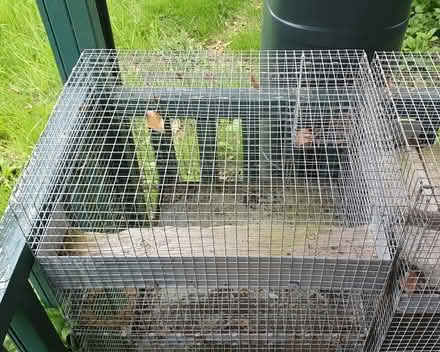 Photo of free Degu / small animals cages (Farnham Common SL2) #2
