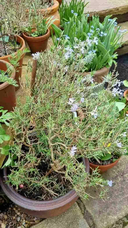 Photo of free Lavender and rosemary plants (South Tonbridge TN9) #3