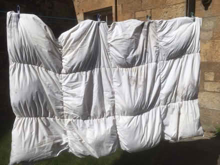 Photo of free White duck feathers / down (Strathbungo, G41) #1