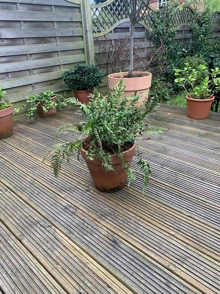 Photo of free Fern Plant including pot (Ewell, KT19) #3