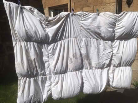 Photo of free White duck feathers / down (Strathbungo, G41) #2