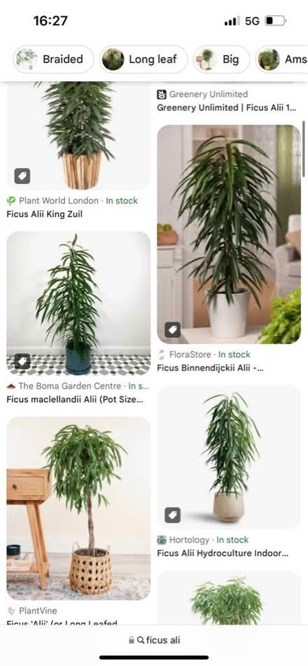 Photo of free Ficus Ali Plant (Manor castle, S2) #3