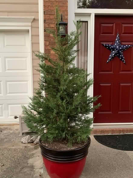 Photo of free Leyland Cypress (Sandy Springs) #1