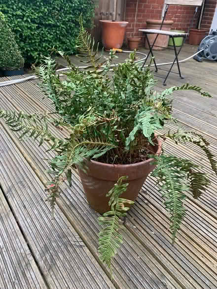 Photo of free Fern Plant including pot (Ewell, KT19) #1