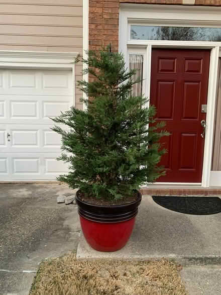 Photo of free Leyland Cypress (Sandy Springs) #4