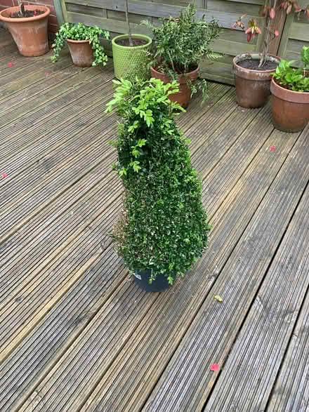 Photo of free Buxus Pyramid Plant (Ewell, KT19) #4