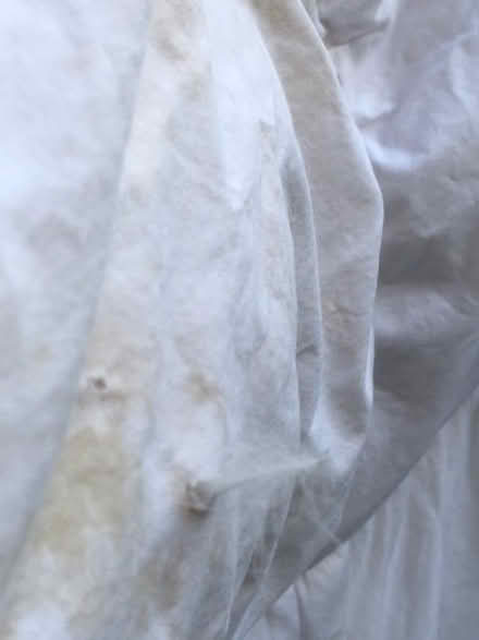 Photo of free White duck feathers / down (Strathbungo, G41) #3