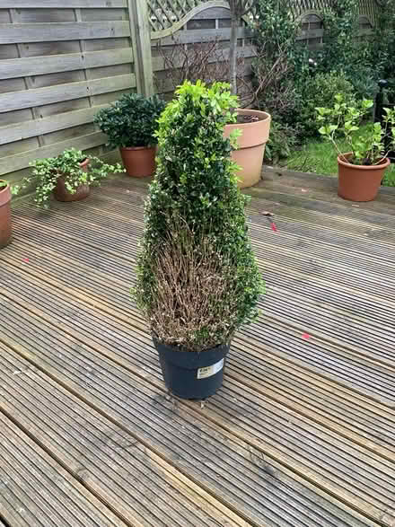 Photo of free Buxus Pyramid Plant (Ewell, KT19) #1