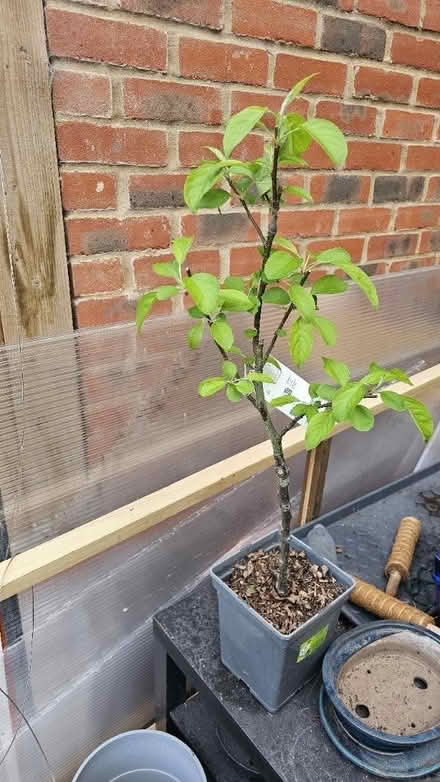 Photo of free Small apple trea in pot (OX26, Kingsmere, Bicester) #1