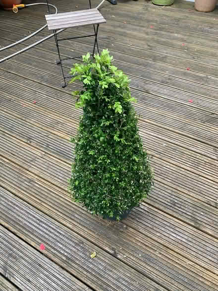 Photo of free Buxus Pyramid Plant (Ewell, KT19) #3