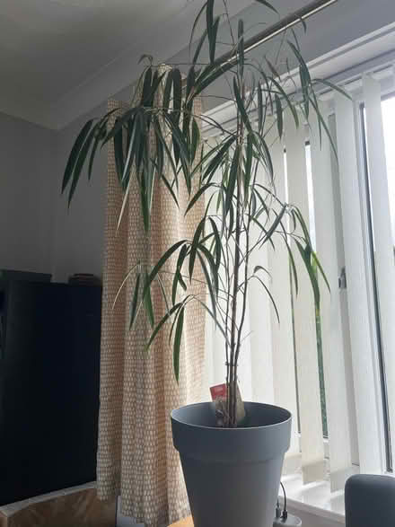 Photo of free Ficus Ali Plant (Manor castle, S2) #1