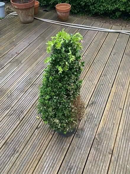 Photo of free Buxus Pyramid Plant (Ewell, KT19) #2