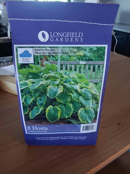 Photo of free 8 Shade Loving Hostas (New Haven-Westville) #2