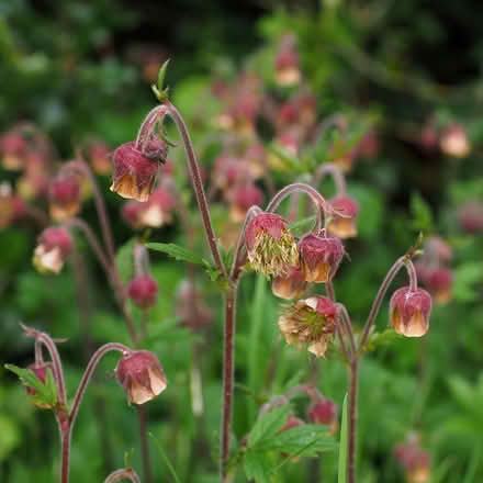 Photo of free Geum Rivale (Morden SM4) #2