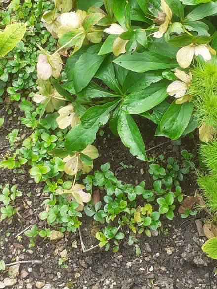 Photo of free Helleborus x hybridus seedlings (Bowbridge GL5) #1