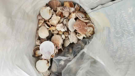 Photo of free Shells Rocks (Redondo Beach) #1
