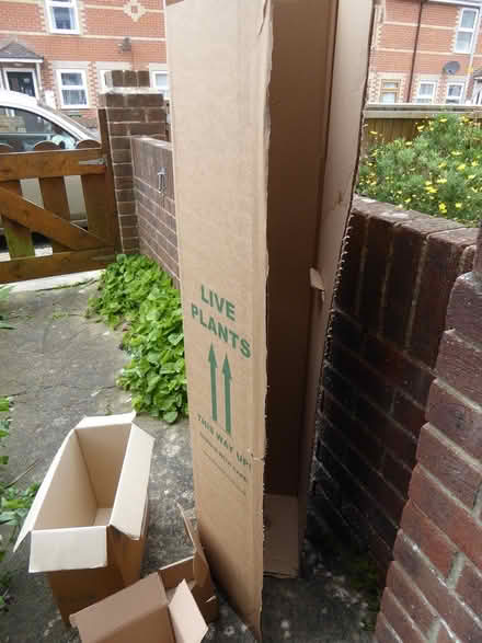 Photo of free box to transport tall plant (Westham, Weymouth DT4) #1