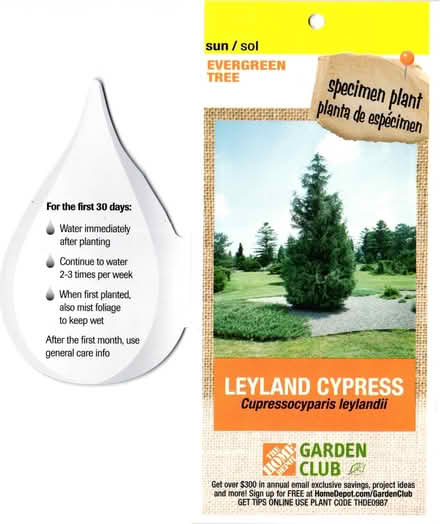 Photo of free Leyland Cypress (Sandy Springs) #2