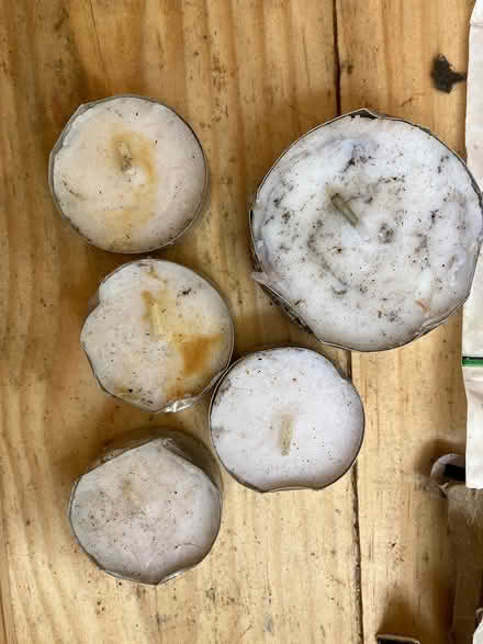 Photo of free Tea light candles (Jack London Square) #1
