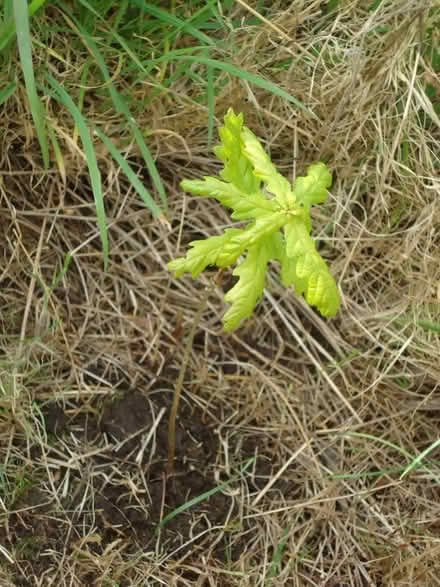 Photo of free Baby-sized oak sapling (Willingdon BN20) #1
