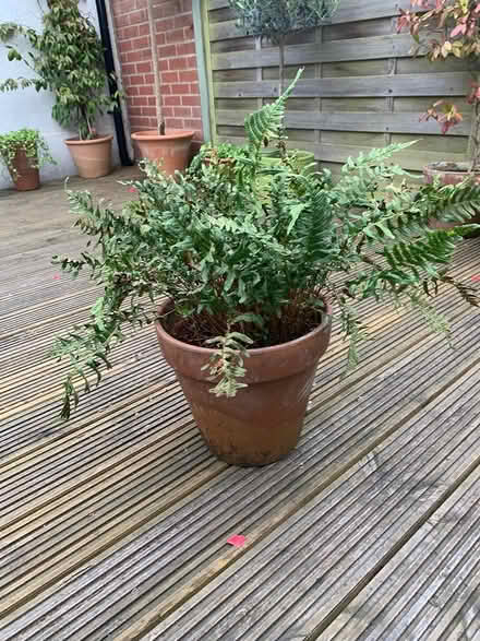 Photo of free Fern Plant including pot (Ewell, KT19) #2
