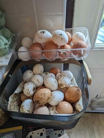 Photo of free Fresh chicken eggs (Colchester CO1) #1