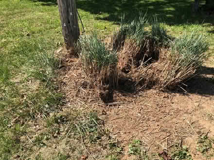 Photo of free Ornamentaal Tall Grasses (Sykesville, MD) #2