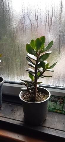 Photo of free Moneytree plants (St Anne's on the Sea FY8) #1