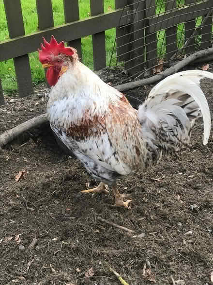 Photo of free cockerel (Eyton SY7) #1