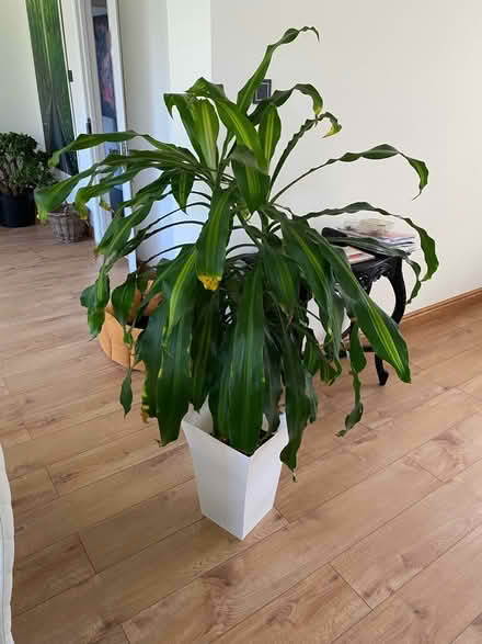 Photo of free Tall house plant (Slough SL3) #1