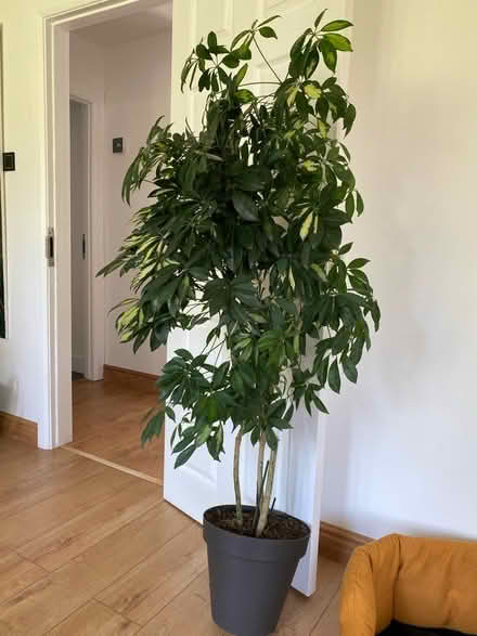 Photo of free Tall house plant with pot (Slough SL3) #1