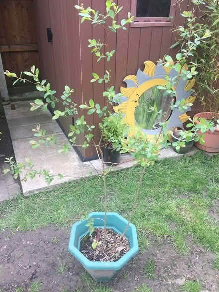 Photo of free Dogwood Shrub (Middlewich)