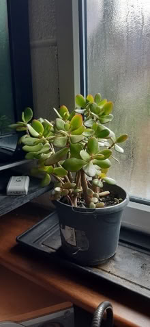 Photo of free Moneytree plants (St Anne's on the Sea FY8) #2