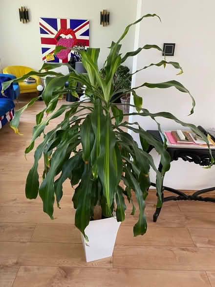 Photo of free Tall house plant (Slough SL3) #2