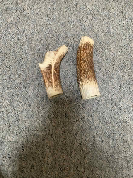 Photo of free Deer antlers (HA3) #1