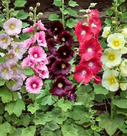 Photo of free Hollyhocks Seedlings And Seeds (Whetstone Leicester LE8) #1