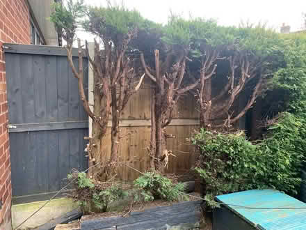 Photo of free Wood (Aintree Village L10) #1