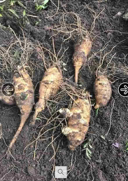 Photo of free Jerusalem artichokes (AB24) #1