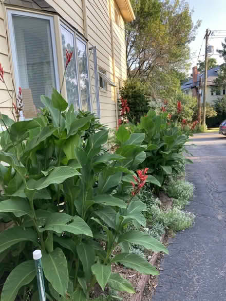 Photo of free canna bulbs (Watertown, near Waverly Square) #1