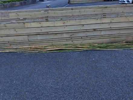 Photo of free Freshly cut bamboo canes (Galmpton TQ5) #1
