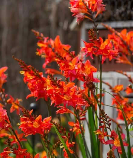 Photo of Orange crocosmia (Otley LS21) #1