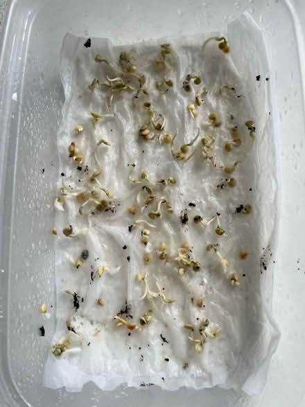 Photo of free Finger Chillies Seedlings (Whetstone Leicester LE8) #2