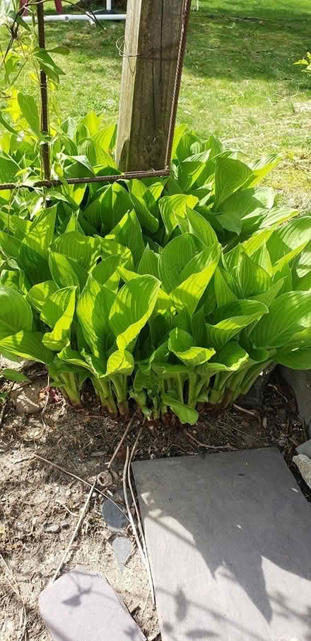 Photo of free Hostas (NE Yonkers) #1