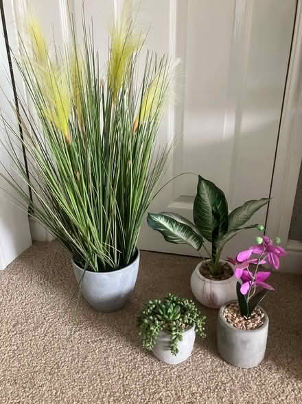 Photo of free Plastic Plants (Sydenham CV31) #1