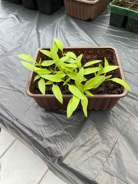 Photo of free Bell Pepper Seedlings (Whetstone Leicester LE8) #1